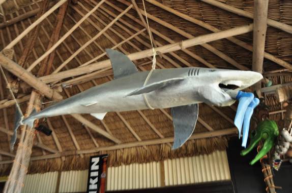 Tubarão devora mergulhador na decoração de restaurante em San Pedro, na grande barreira de corais, em Belize